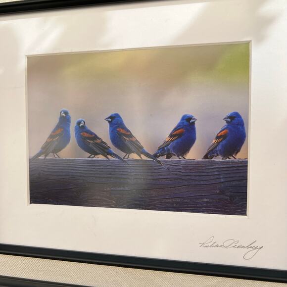 Bird Wildlife Photographed Signed and Framed - Picture 2 of 8